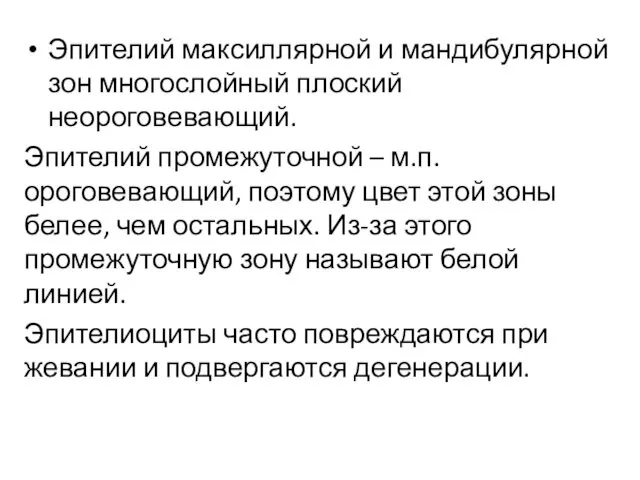 Эпителий максиллярной и мандибулярной зон многослойный плоский неороговевающий. Эпителий промежуточной