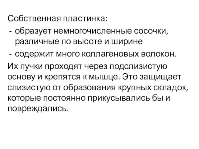 Собственная пластинка: образует немногочисленные сосочки, различные по высоте и ширине