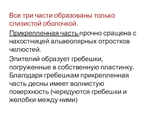 Все три части образованы только слизистой оболочкой. Прикрепленная часть прочно