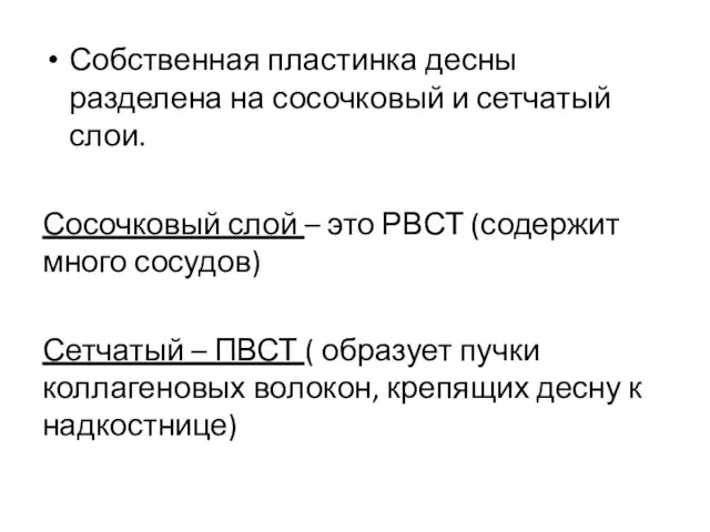 Собственная пластинка десны разделена на сосочковый и сетчатый слои. Сосочковый