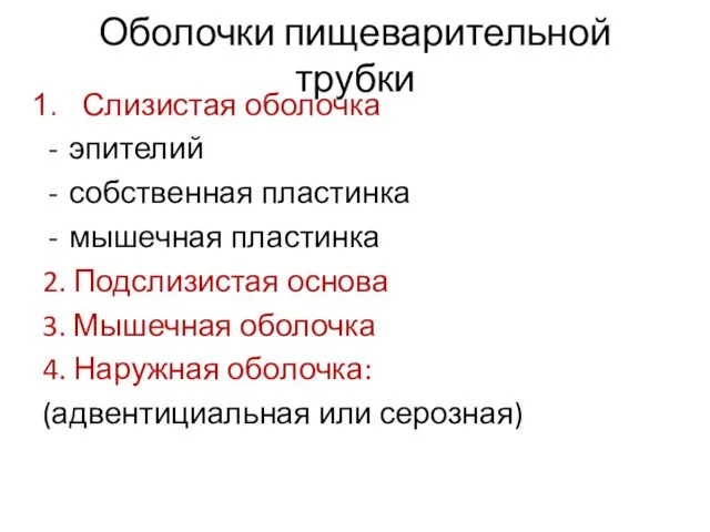 Оболочки пищеварительной трубки Слизистая оболочка эпителий собственная пластинка мышечная пластинка