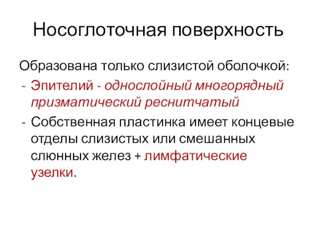 Носоглоточная поверхность Образована только слизистой оболочкой: Эпителий - однослойный многорядный