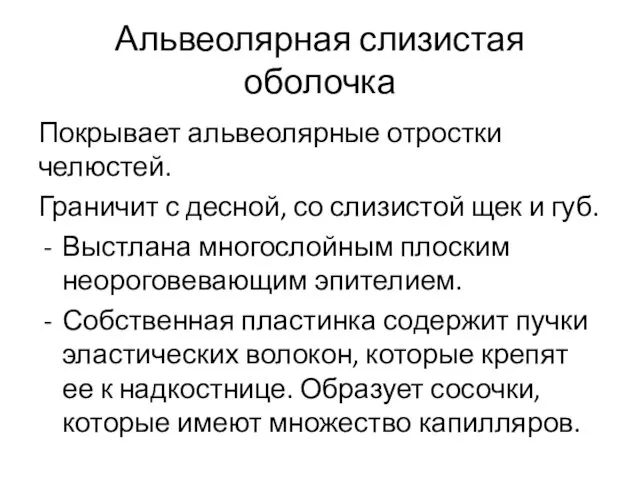 Альвеолярная слизистая оболочка Покрывает альвеолярные отростки челюстей. Граничит с десной,