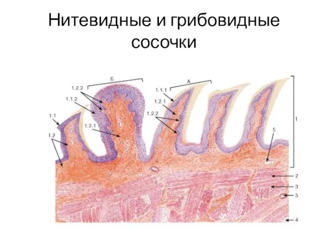 Нитевидные и грибовидные сосочки