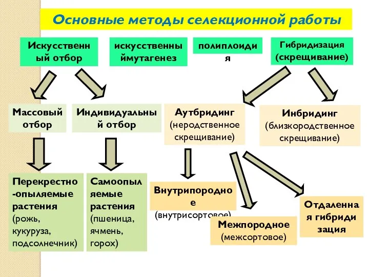 Аутбридинг (неродственное скрещивание) Перекрестно-опыляемые растения (рожь, кукуруза, подсолнечник) Самоопыляемые растения