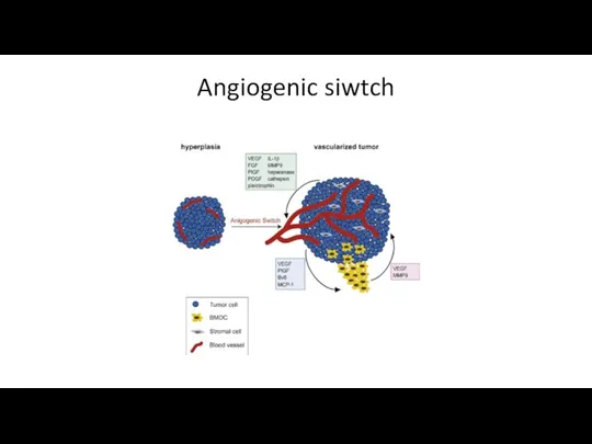 Angiogenic siwtch