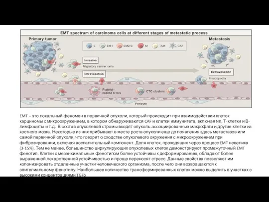 EMT – это локальный феномен в первичной опухоли, который происходит при взаимодействии клеток