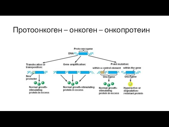 Протоонкоген – онкоген – онкопротеин