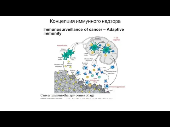 Концепция иммунного надзора