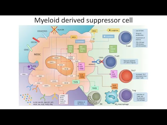 Myeloid derived suppressor cell