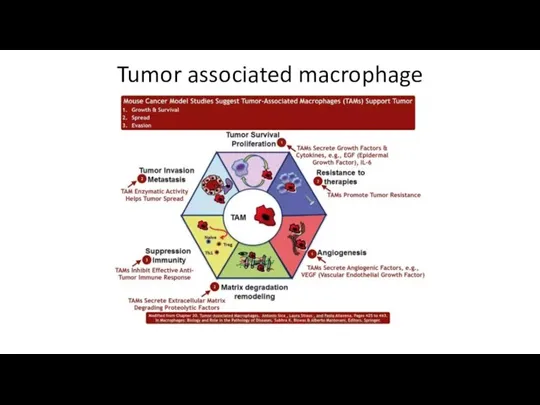 Tumor associated macrophage