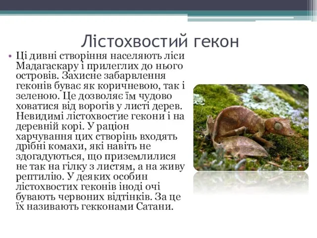 Лістохвостий гекон Ці дивні створіння населяють ліси Мадагаскару і прилеглих