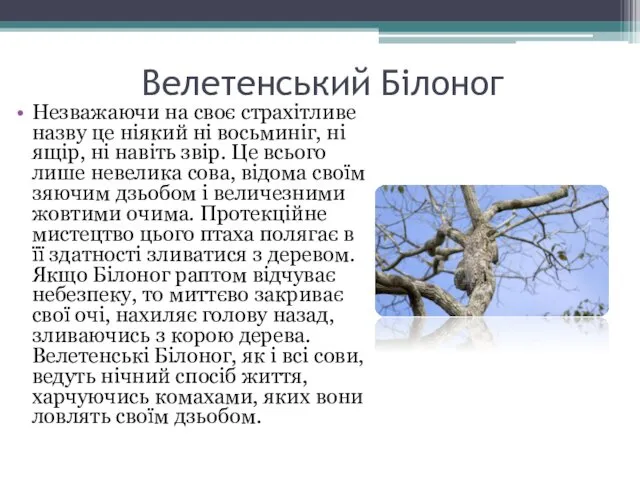 Велетенський Білоног Незважаючи на своє страхітливе назву це ніякий ні