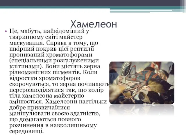 Хамелеон Це, мабуть, найвідоміший у тваринному світі майстер маскування. Справа