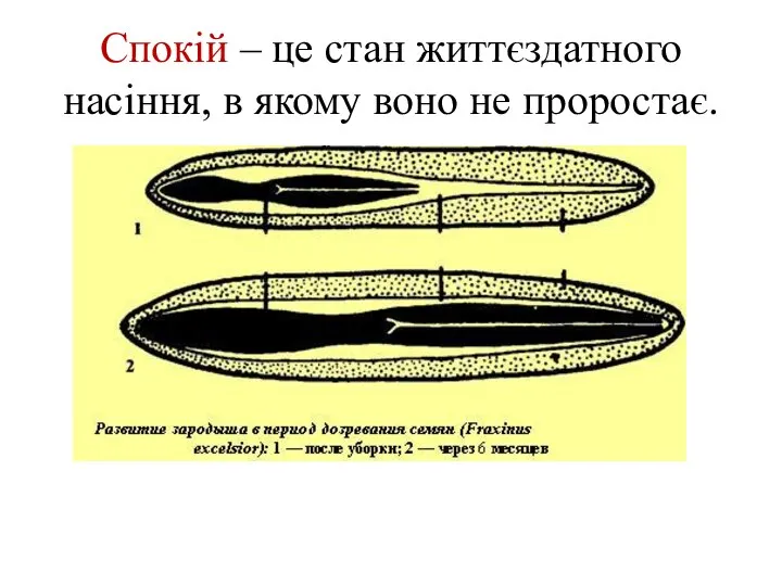 Спокій – це стан життєздатного насіння, в якому воно не проростає.