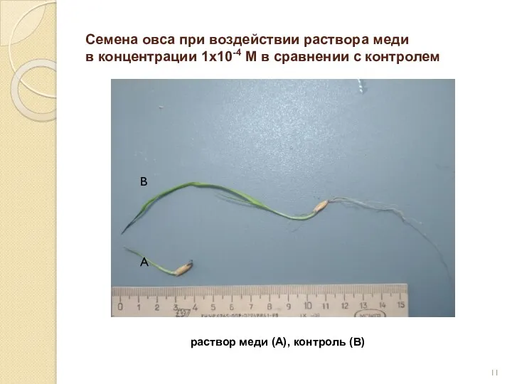 Семена овса при воздействии раствора меди в концентрации 1х10-4 М