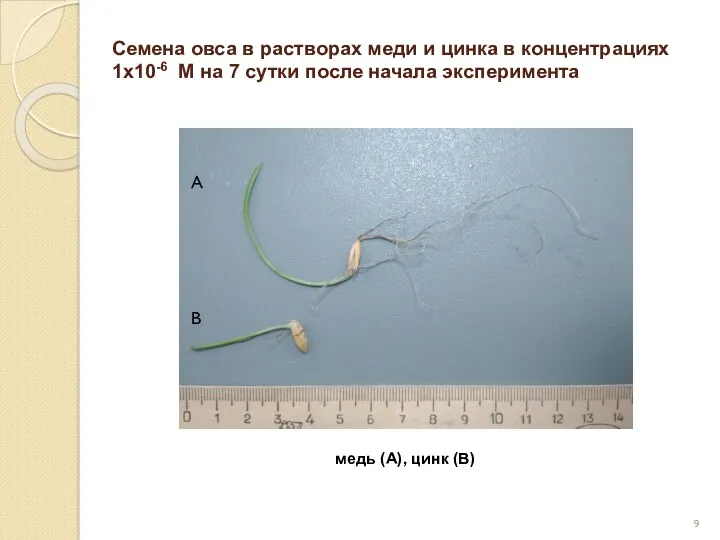 Семена овса в растворах меди и цинка в концентрациях 1х10-6