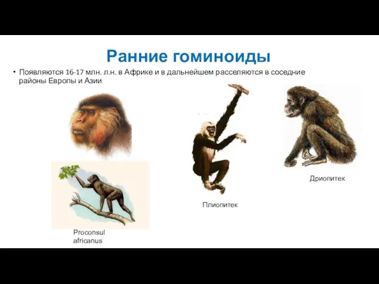 Ранние гоминоиды Появляются 16-17 млн. л.н. в Африке и в