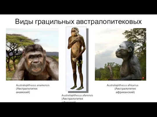 Виды грацильных австралопитековых Australopithecus anamensis (Австралопитек анамский) Australopithecus afarensis (Австралопитек афарский) Australopithecus africanus (Австралопитек африканский)