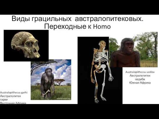 Виды грацильных австралопитековых. Переходные к Homo Australopithecus garhi Австралопитек гархи