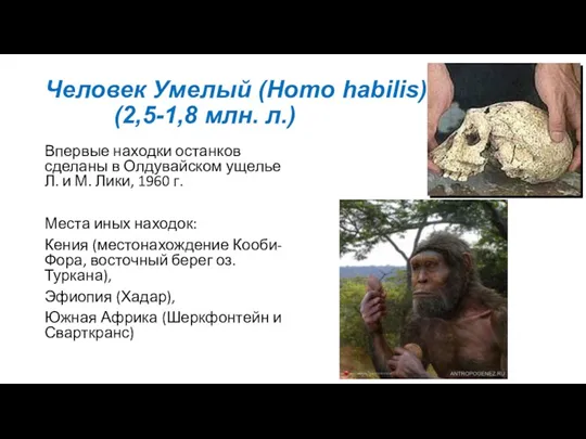 Человек Умелый (Homo habilis) (2,5-1,8 млн. л.) Впервые находки останков