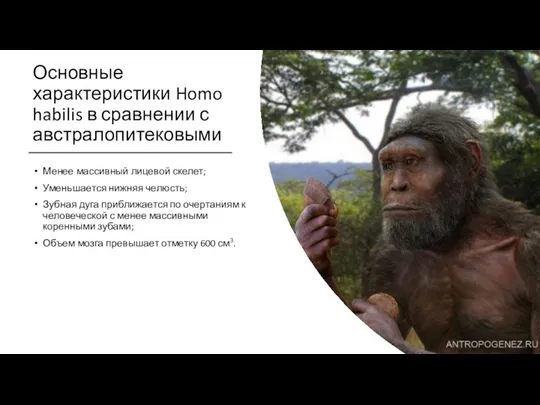 Основные характеристики Homo habilis в сравнении с австралопитековыми Менее массивный