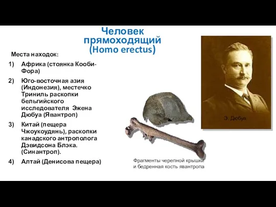 Человек прямоходящий (Homo erectus) Места находок: Африка (стоянка Кооби-Фора) Юго-восточная