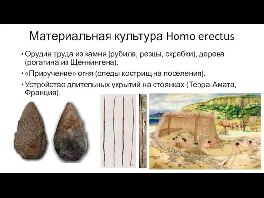 Материальная культура Homo erectus Орудия труда из камня (рубила, резцы,