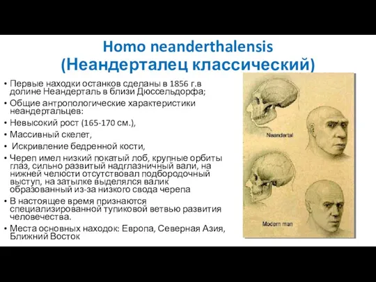 Homo neanderthalensis (Неандерталец классический) Первые находки останков сделаны в 1856