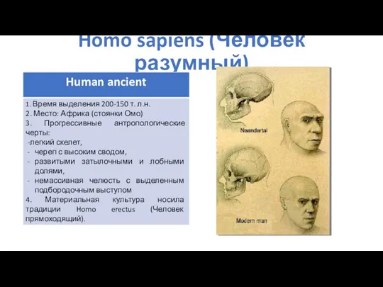 Homo sapiens (Человек разумный)