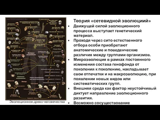 Эволюционное древо человечества Теория «сетевидной эволюциий» Движущей силой эволюционного процесса