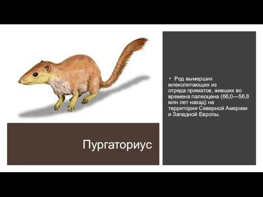 Пургаториус Род вымерших млекопитающих из отряда приматов, живших во времена