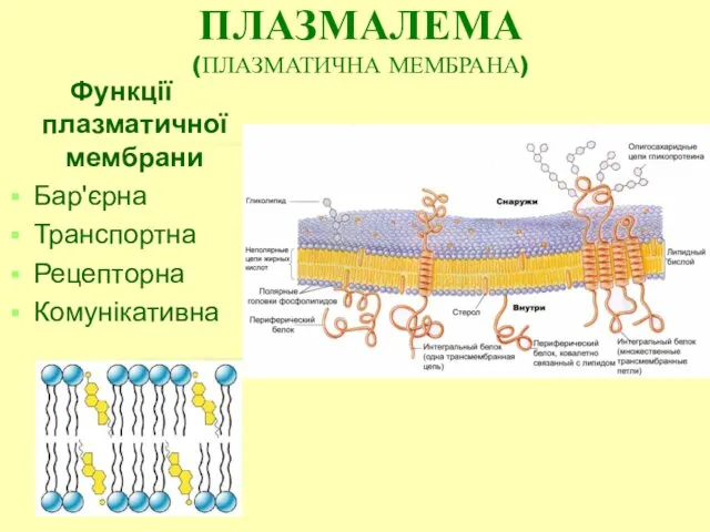 ПЛАЗМАЛЕМА (ПЛАЗМАТИЧНА МЕМБРАНА) Функції плазматичної мембрани Бар'єрна Транспортна Рецепторна Комунікативна