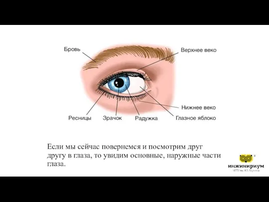 Если мы сейчас повернемся и посмотрим друг другу в глаза, то увидим основные, наружные части глаза.