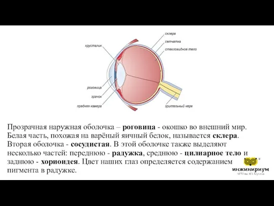 Прозрачная наружная оболочка – роговица - окошко во внешний мир.