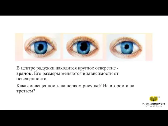 В центре радужки находится круглое отверстие - зрачок. Его размеры