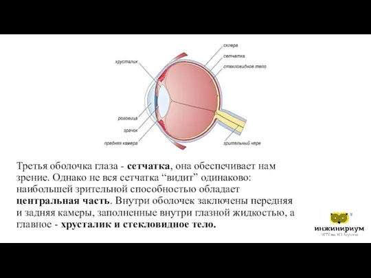 Третья оболочка глаза - сетчатка, она обеспечивает нам зрение. Однако