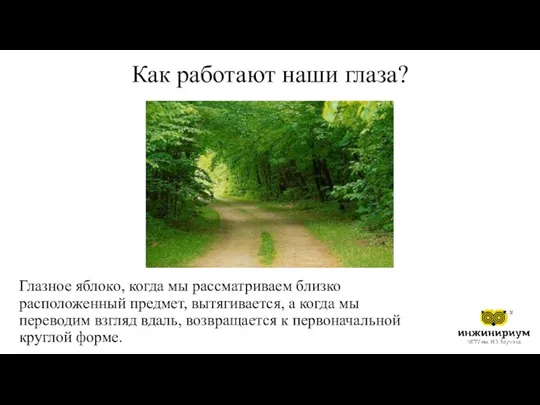 Как работают наши глаза? Глазное яблоко, когда мы рассматриваем близко