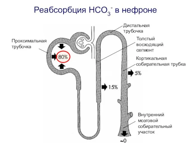 Проксимальная трубочка Толстый восходящий сегмент Дистальная трубочка Внутренний мозговой собирательный