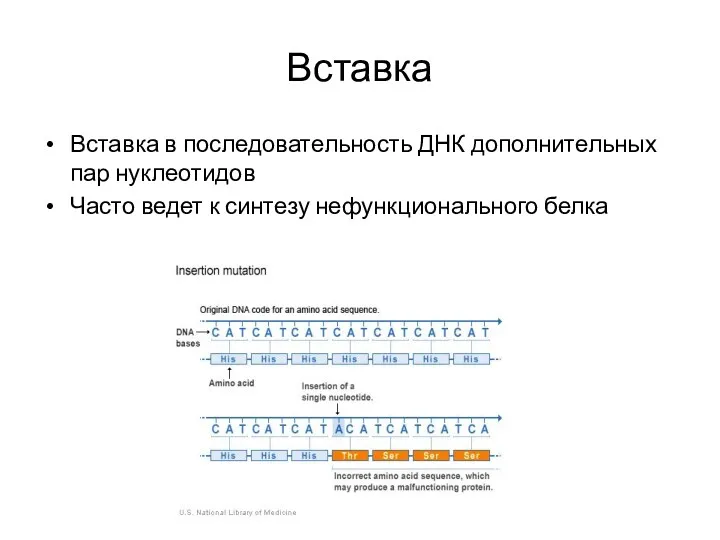 Вставка Вставка в последовательность ДНК дополнительных пар нуклеотидов Часто ведет к синтезу нефункционального белка