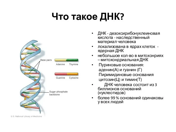 Что такое ДНК? ДНК - дезоксирибонуклеиновая кислота - наследственный материал