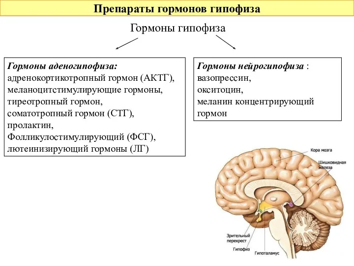 Препараты гормонов гипофиза Гормоны гипофиза Гормоны аденогипофиза: адренокортикотропный гормон (АКТГ),