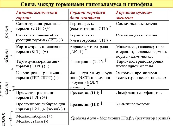 Связь между гормонами гипоталамуса и гипофиза рост обмен размножение Меланолиберин