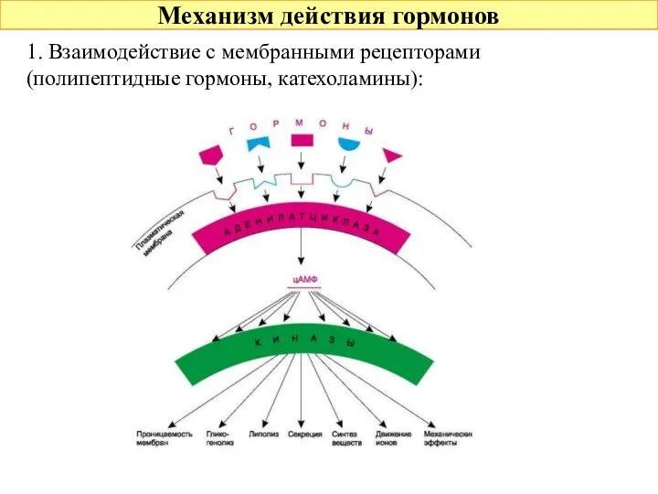 Механизм действия гормонов 1. Взаимодействие с мембранными рецепторами (полипептидные гормоны, катехоламины):