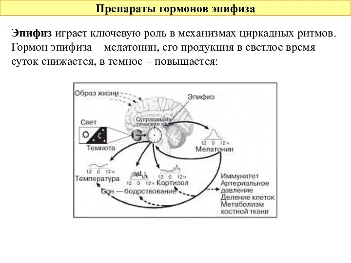 Препараты гормонов эпифиза Эпифиз играет ключевую роль в механизмах циркадных