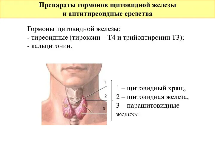 Препараты гормонов щитовидной железы и антитиреоидные средства Гормоны щитовидной железы: