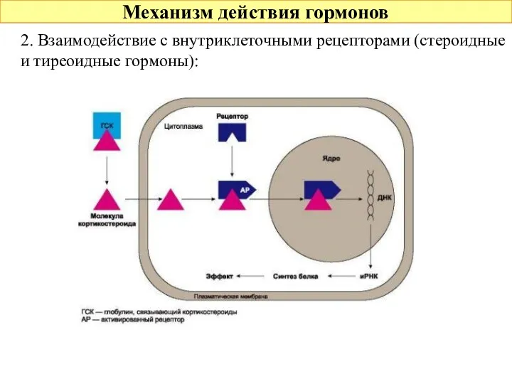 Механизм действия гормонов 2. Взаимодействие с внутриклеточными рецепторами (стероидные и тиреоидные гормоны):
