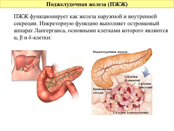 Поджелудочная железа (ПЖЖ) ПЖЖ функционирует как железа наружной и внутренней