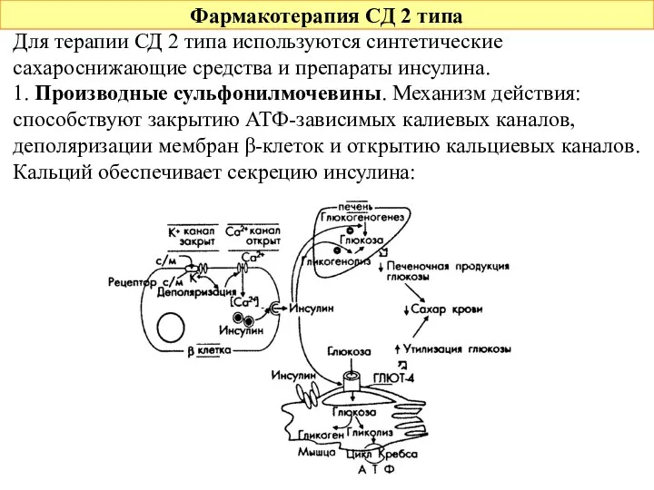 Фармакотерапия СД 2 типа Для терапии СД 2 типа используются