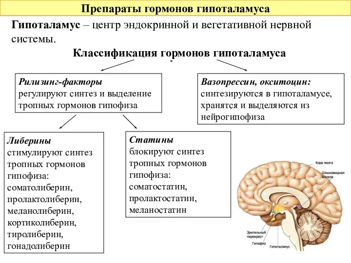 Препараты гормонов гипоталамуса Гипоталамус – центр эндокринной и вегетативной нервной